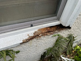 Another rotten window sill.